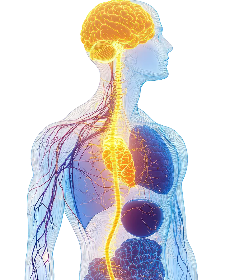Ilustración del cuerpo humano que resalta el cerebro y el nervio vago recorriendo el torso